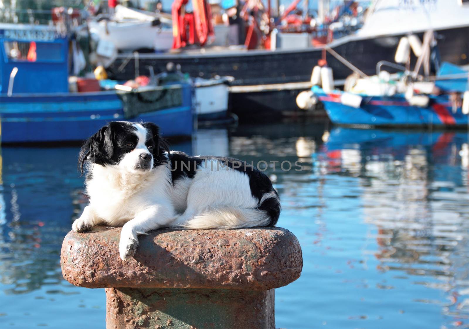 dog sunbathing on a mooring bollard in the port of Pozzuoli , Naples, Italy