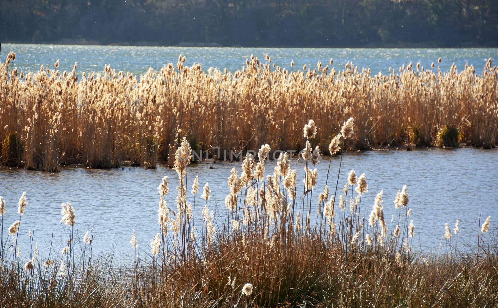 natural reserve of lake Vico, Viterbo, Lazio Italy