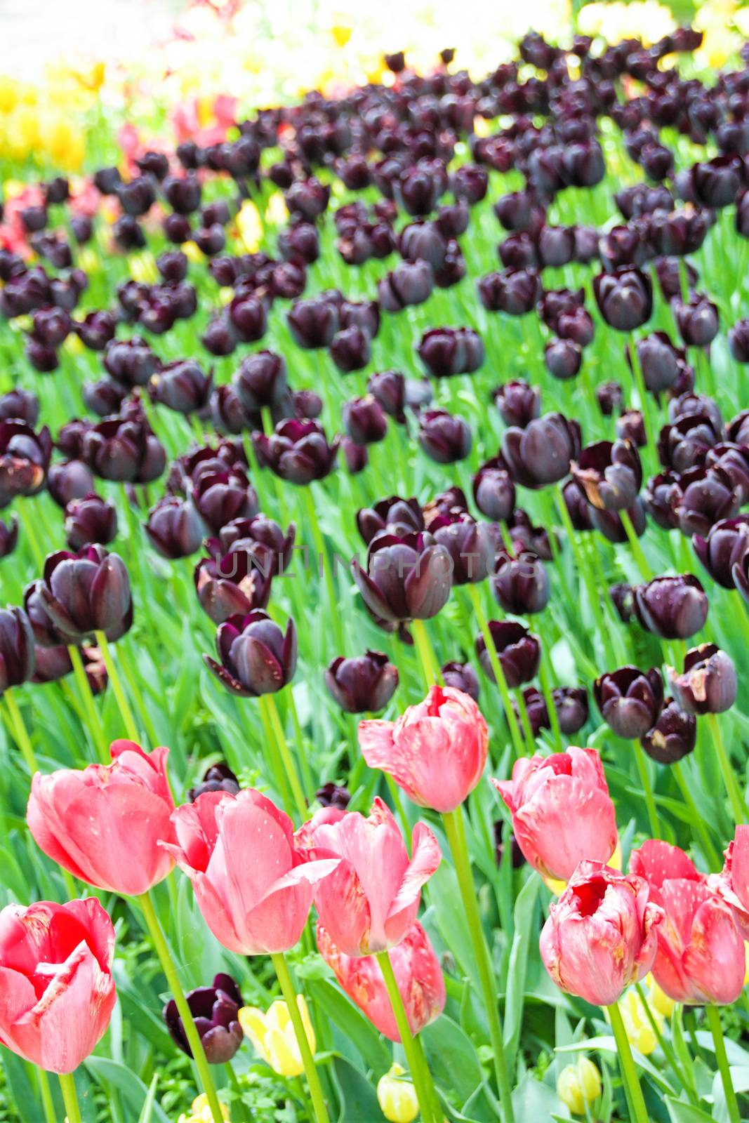 tulips blooming in Pralormo's castel,  Turin, Piemonte, Italy