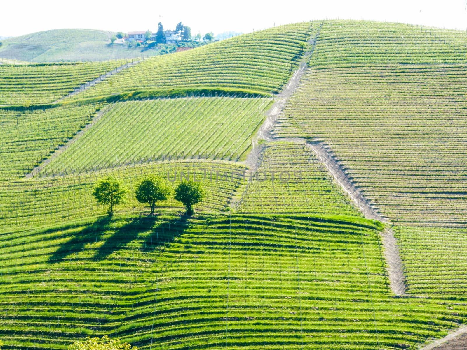Landscape of langhe, Piedmont, Italy