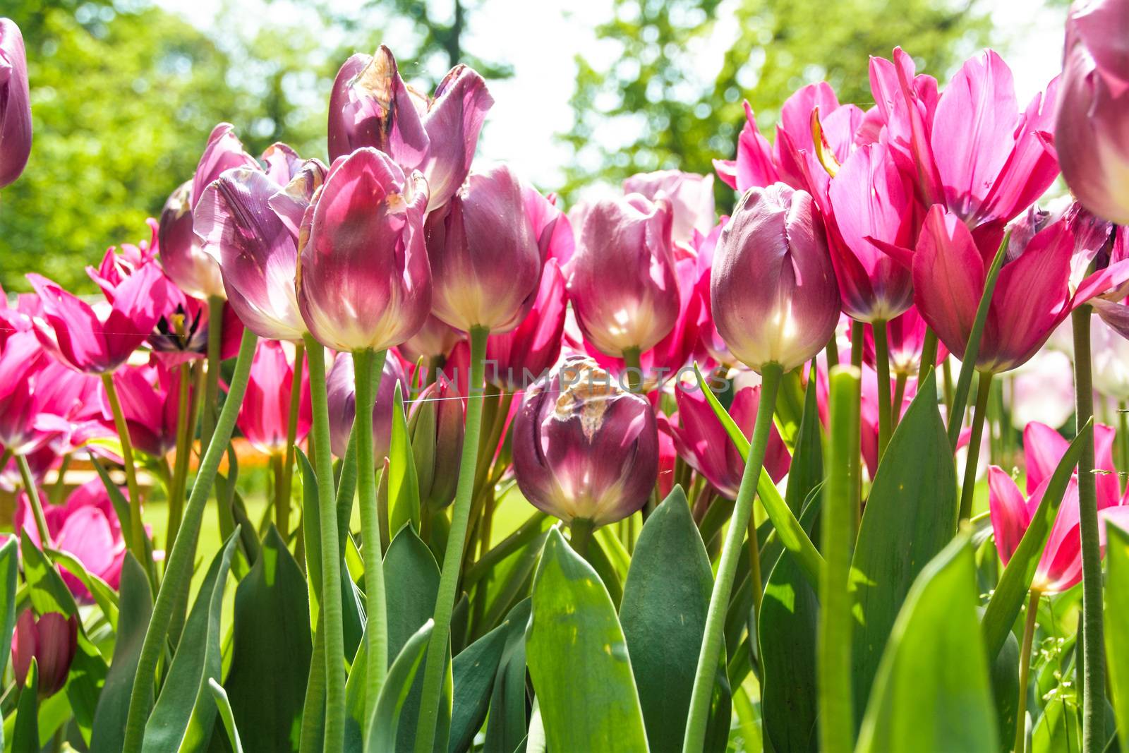tulips blooming in Pralormo's castel,  Turin, Piemonte, Italy