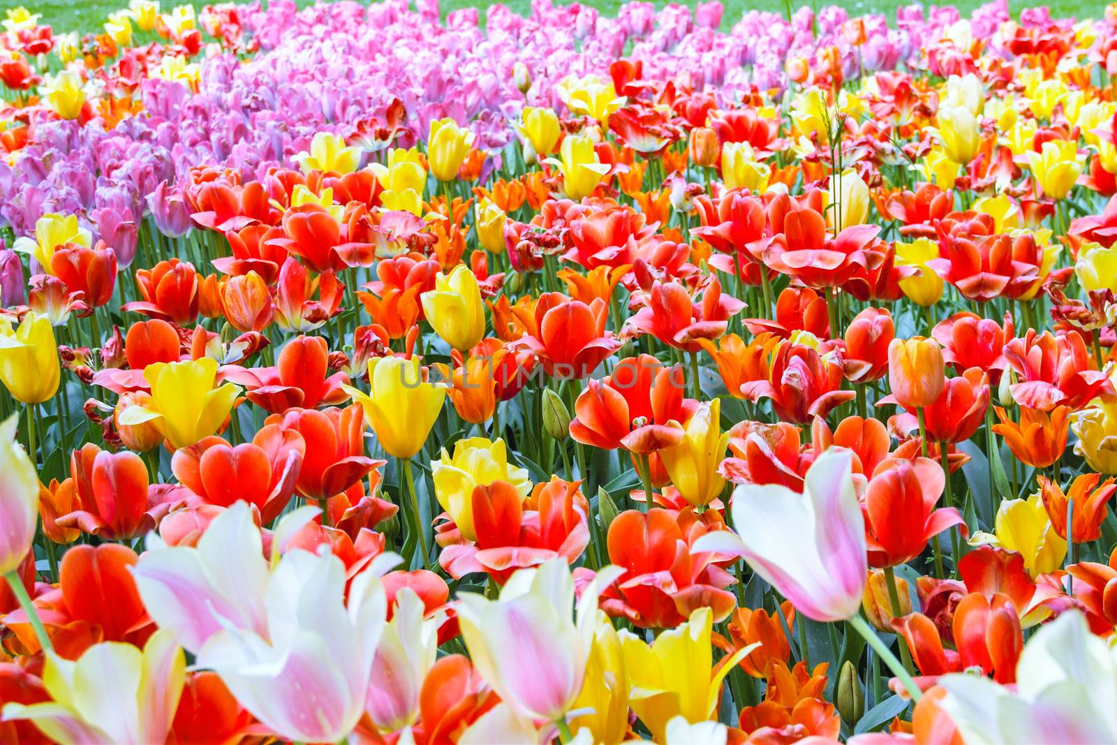 tulips blooming in Pralormo's castel,  Turin, Piemonte, Italy