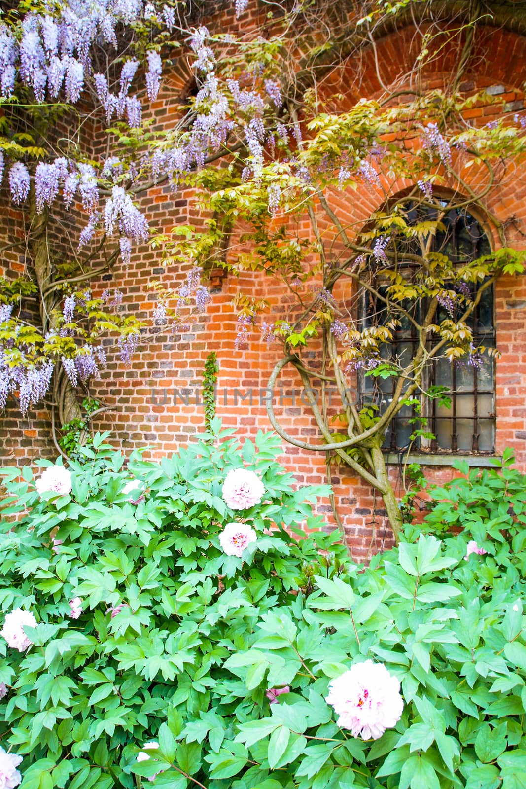 wisteria and flowers agains ta brick wall