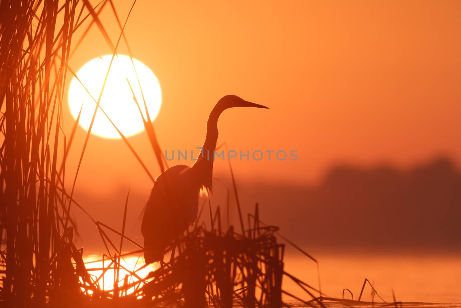 wild bird in natural habitat, nature series