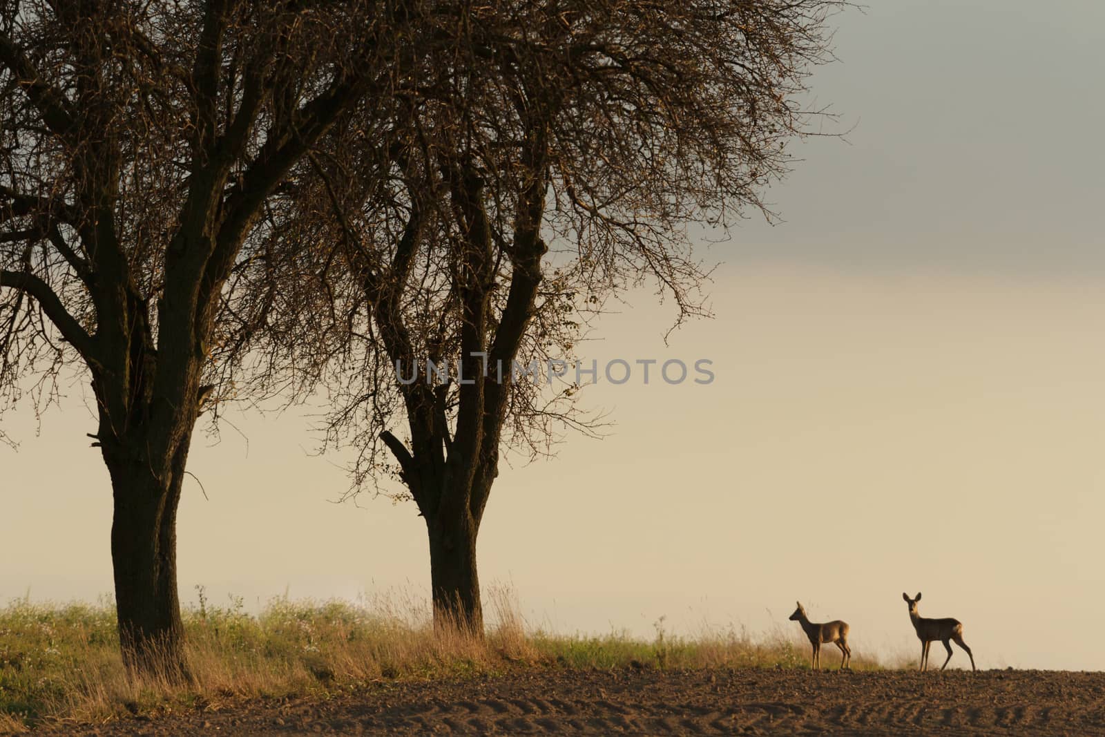 deer over the forest background in sunny day, nature series