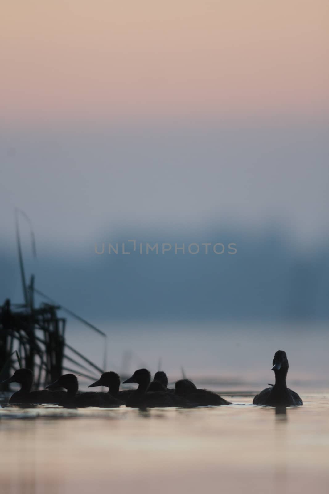 wild bird in natural habitat, nature series