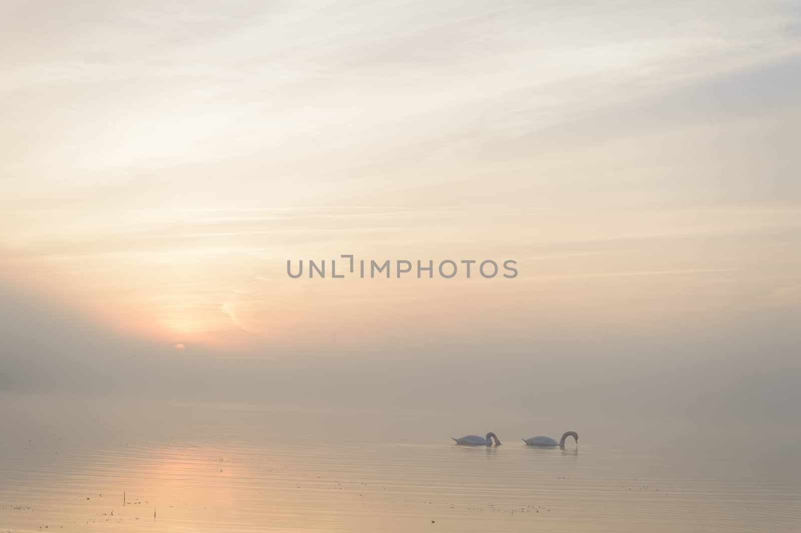 swan on blue lake in sunny day, swans on pond, nature series