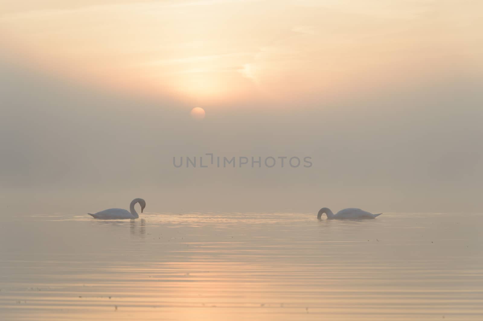 swan on blue lake in sunny day, swans on pond, nature series