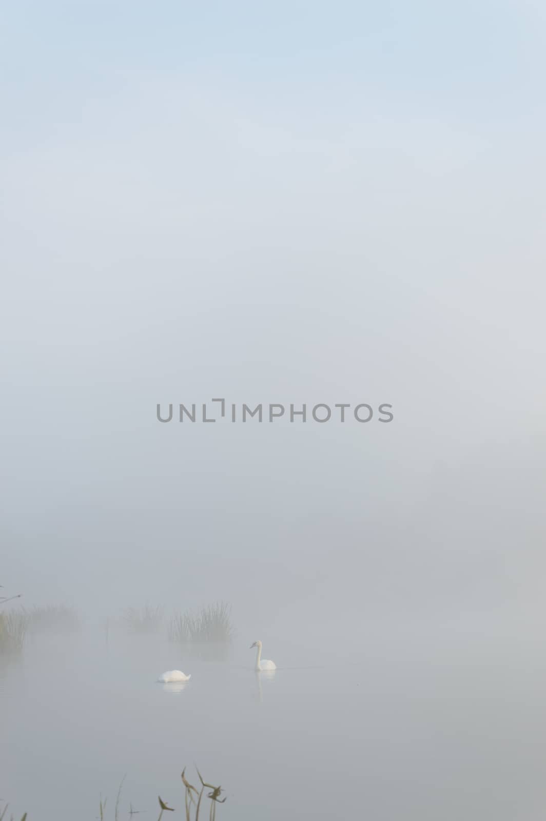 swan on blue lake in sunny day, swans on pond, nature series