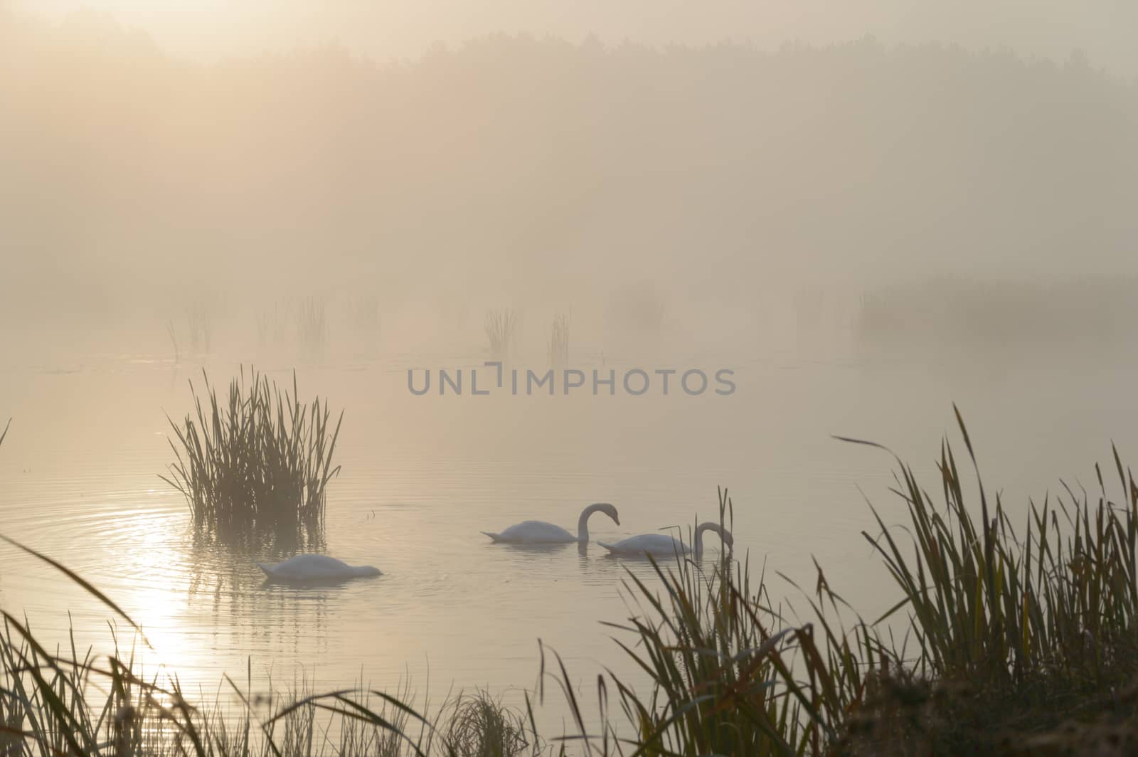 swan by TSpider