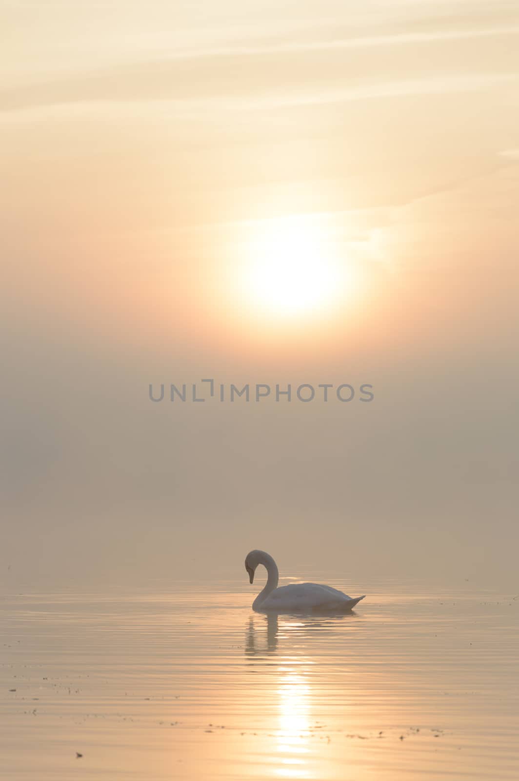 swan on blue lake in sunny day, swans on pond, nature series