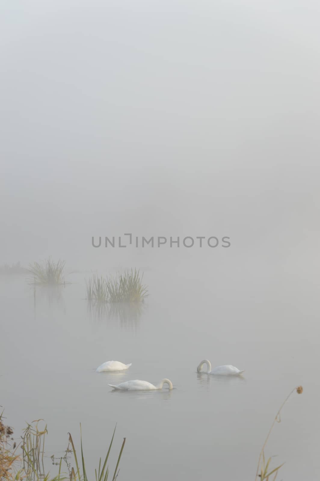 swan on blue lake in sunny day, swans on pond, nature series