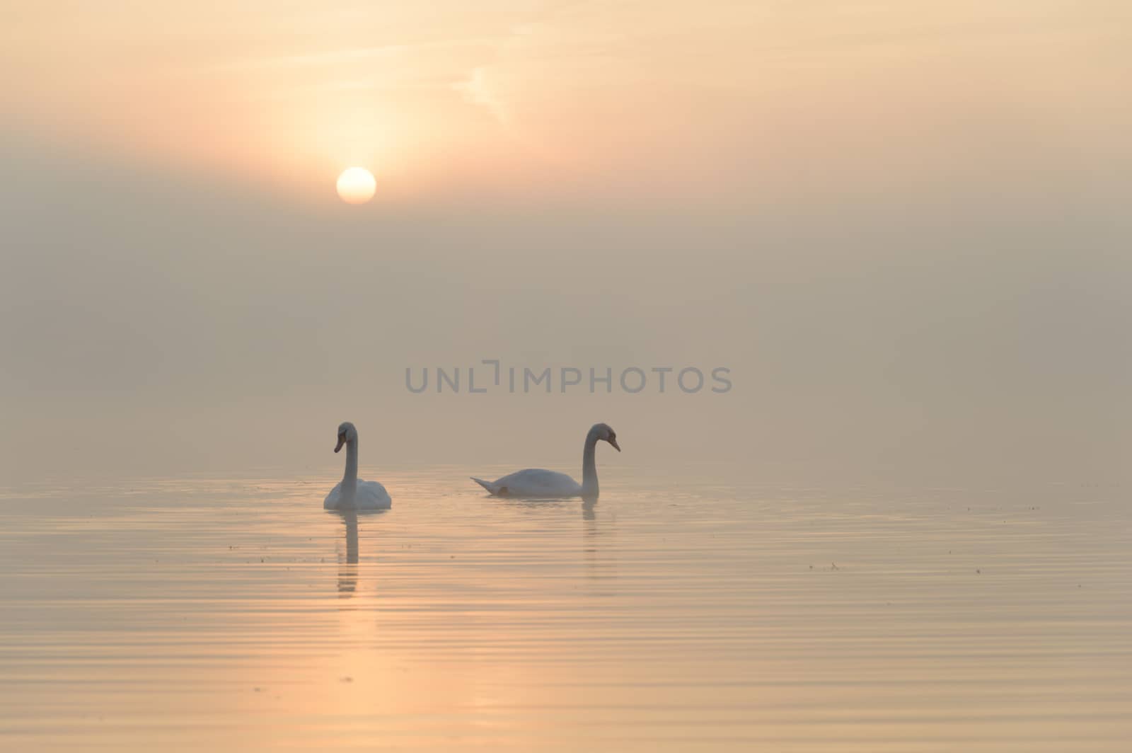 swan on blue lake in sunny day, swans on pond, nature series