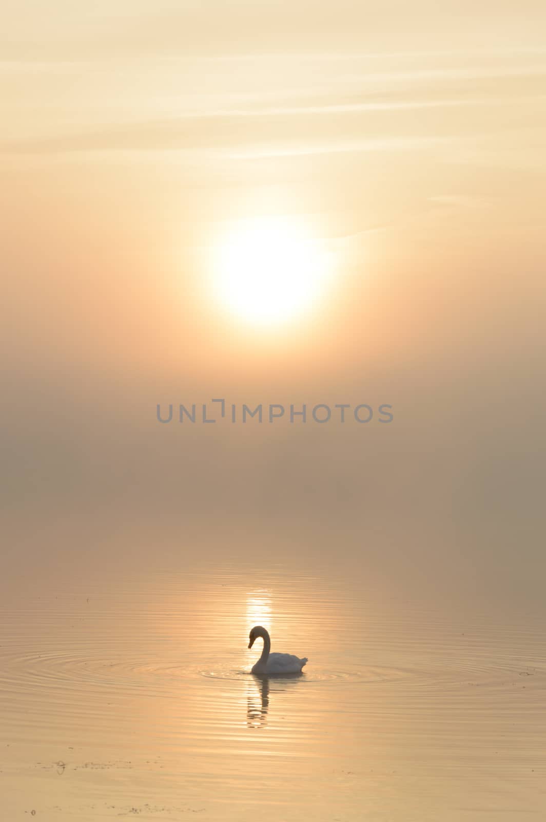 swan on blue lake in sunny day, swans on pond, nature series