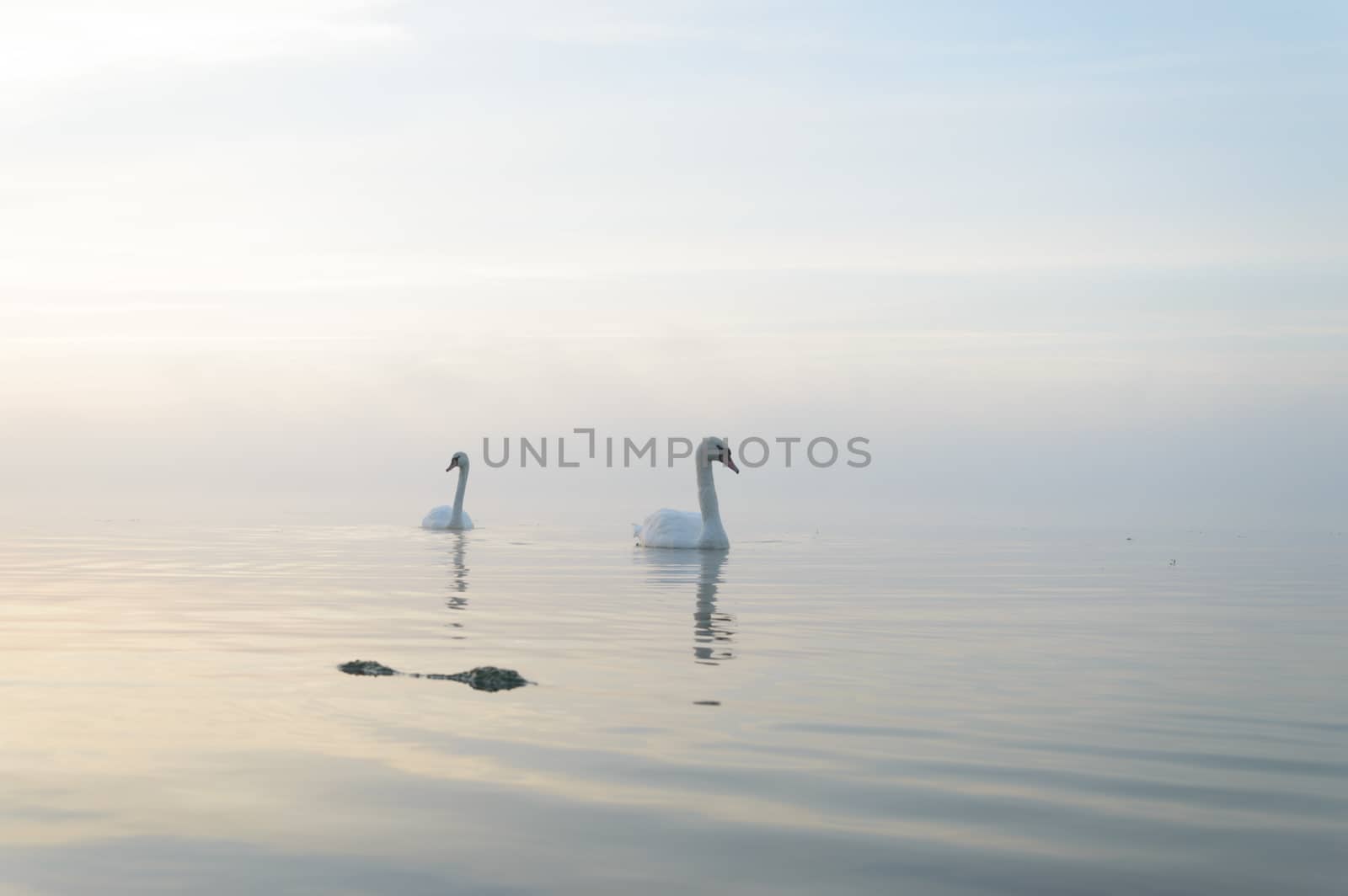 swan on blue lake in sunny day, swans on pond, nature series