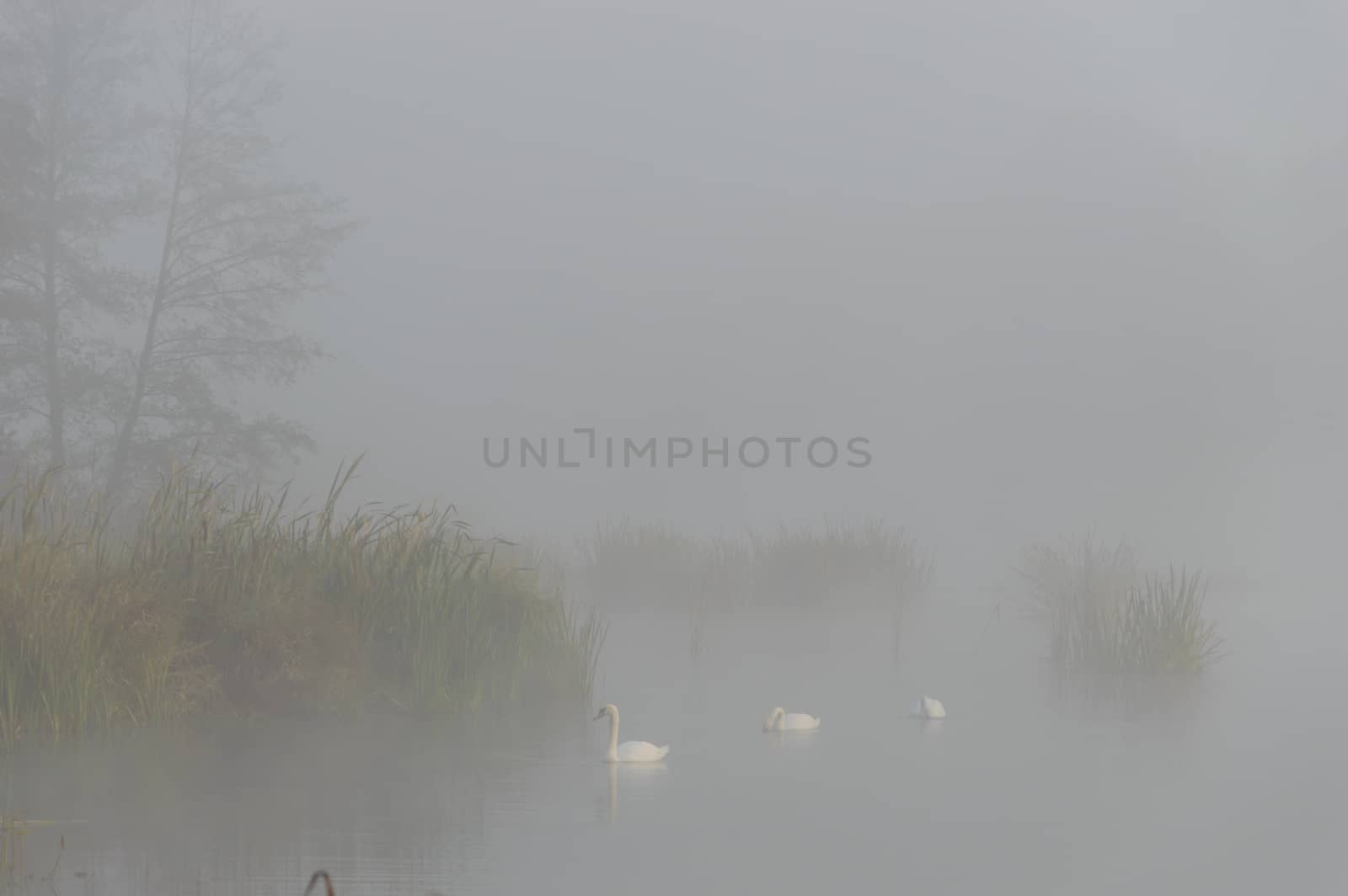 swan on blue lake in sunny day, swans on pond, nature series