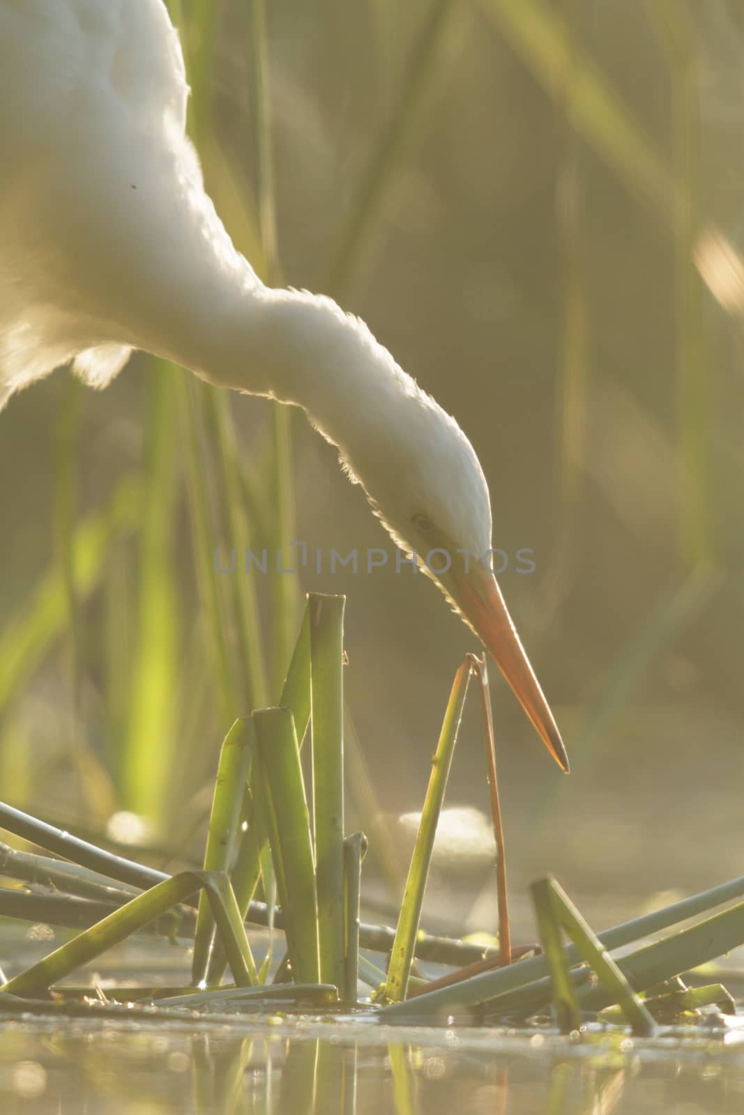 wild bird in natural habitat, nature series