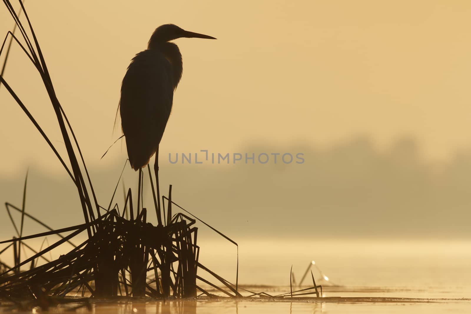 wild bird in natural habitat, nature series