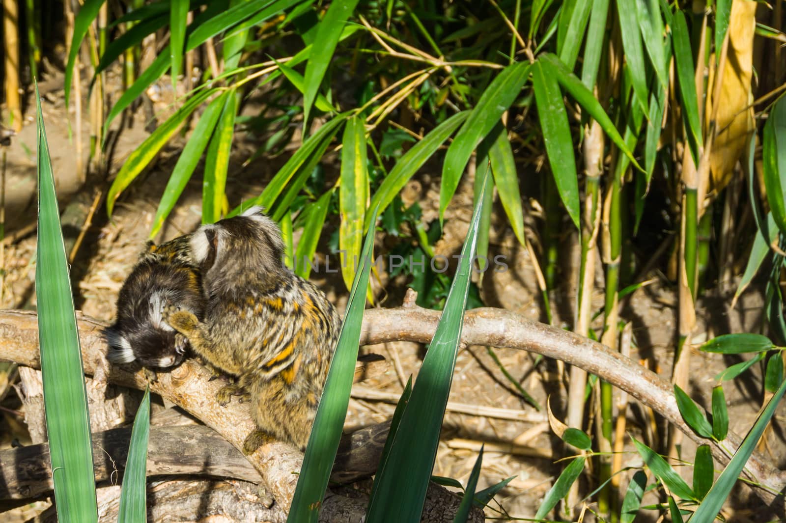 two white tufted common marmoset monkeys playing together on a branch