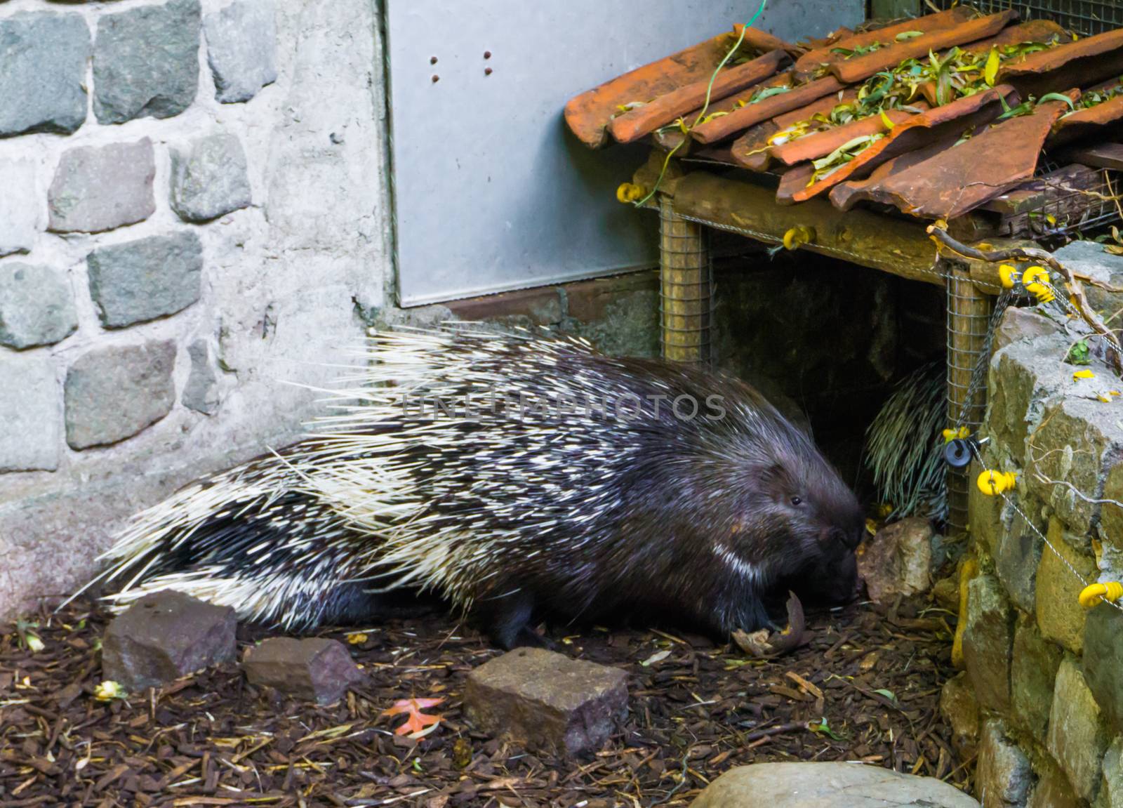 crested porcupine standing in the sand a wild rodent from africa by charlottebleijenberg