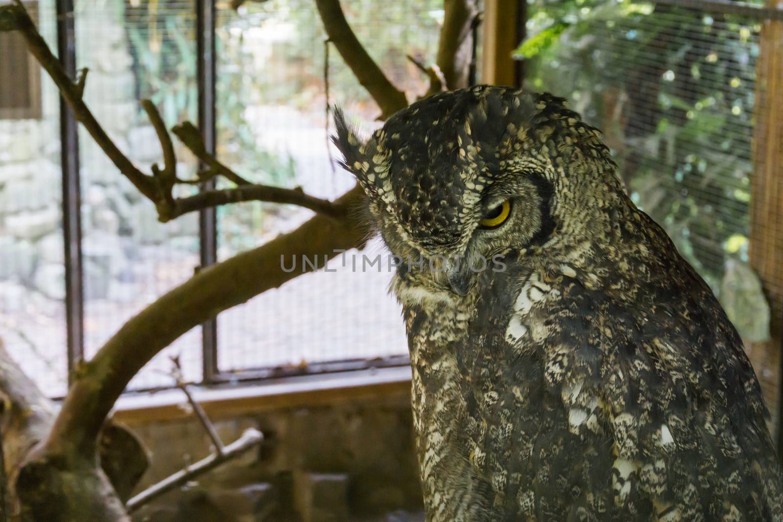 beautiful wildlife bird portrait of a eurasian eagle owl in closeup