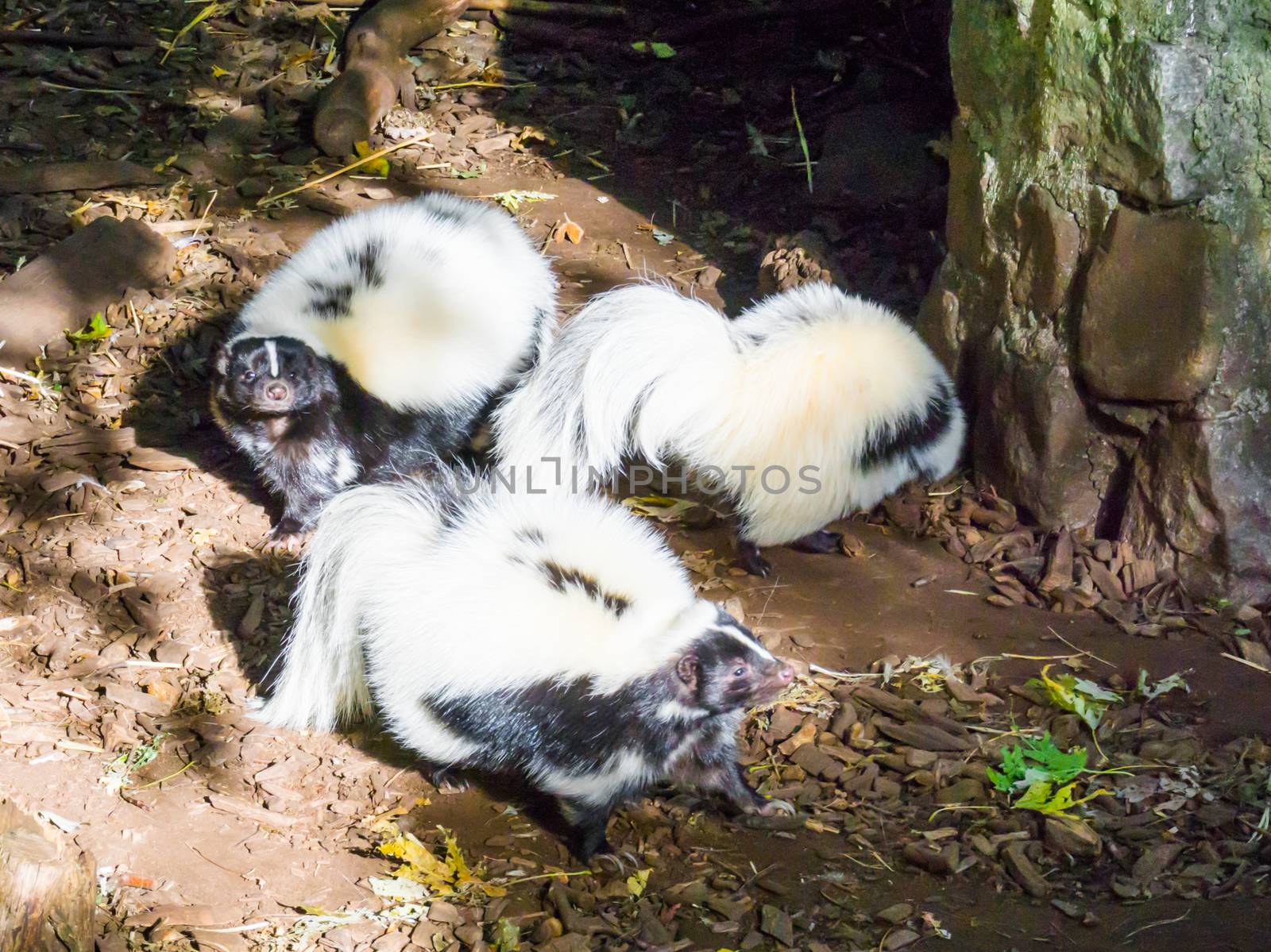 family of black and white common striped skunks standing together wild animals from canada