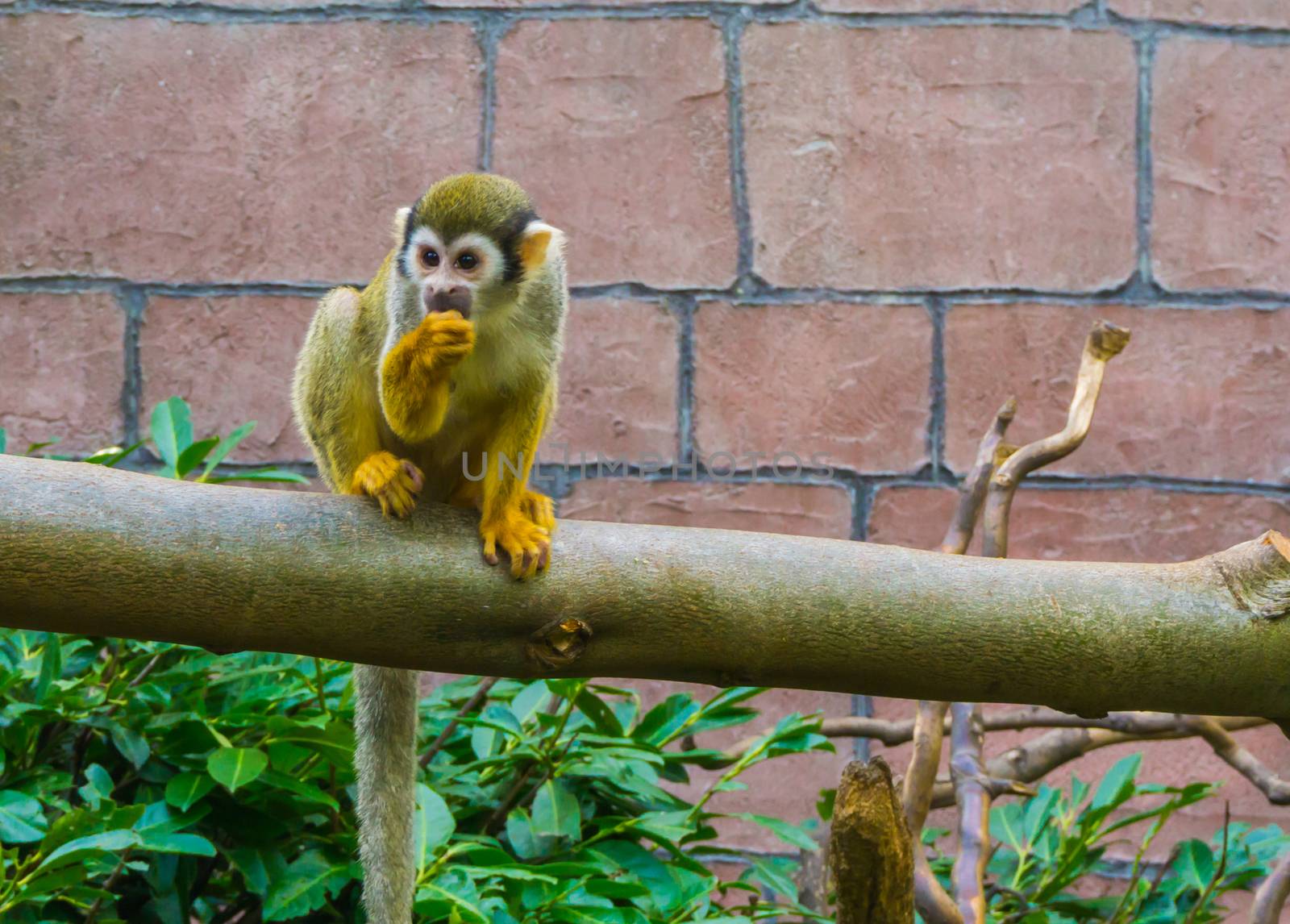 adorable common squirrel monkey sitting on a branch sucking his thumb