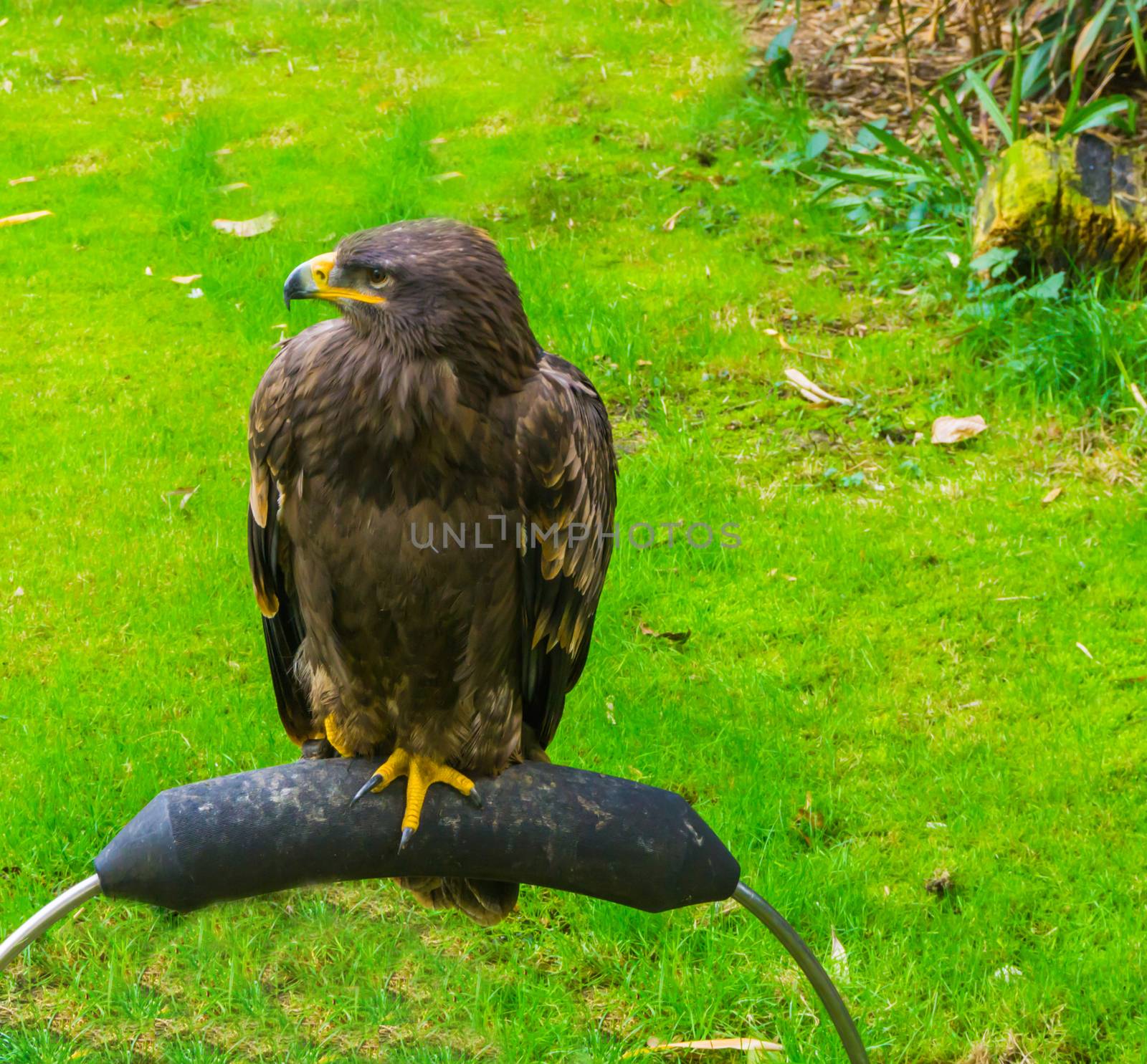 young immature brown bald eagle also known as the sea eagle a beautiful bird of prey portrait