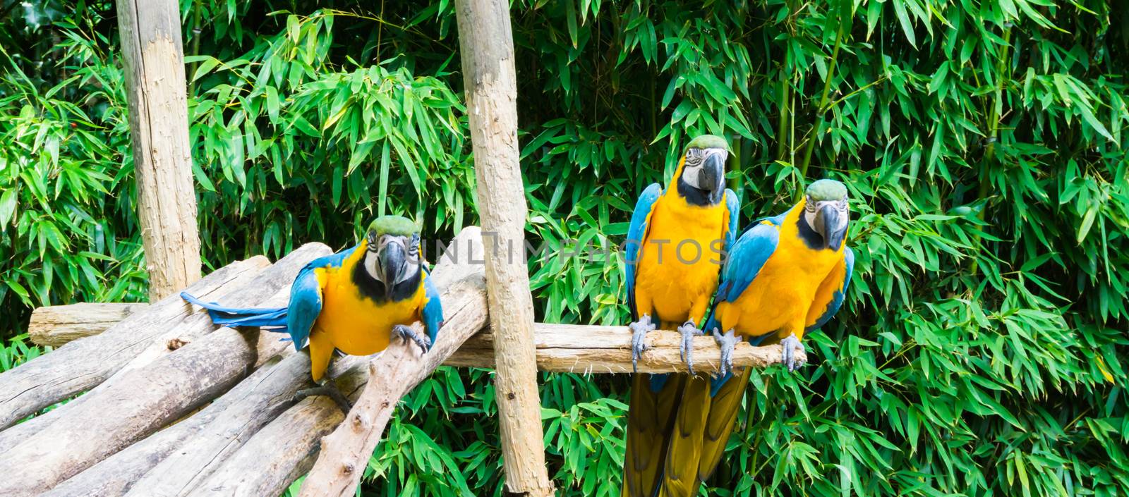 funny group of blue and yellow colorful macaw parrots sitting on a wooden branch and one coming close