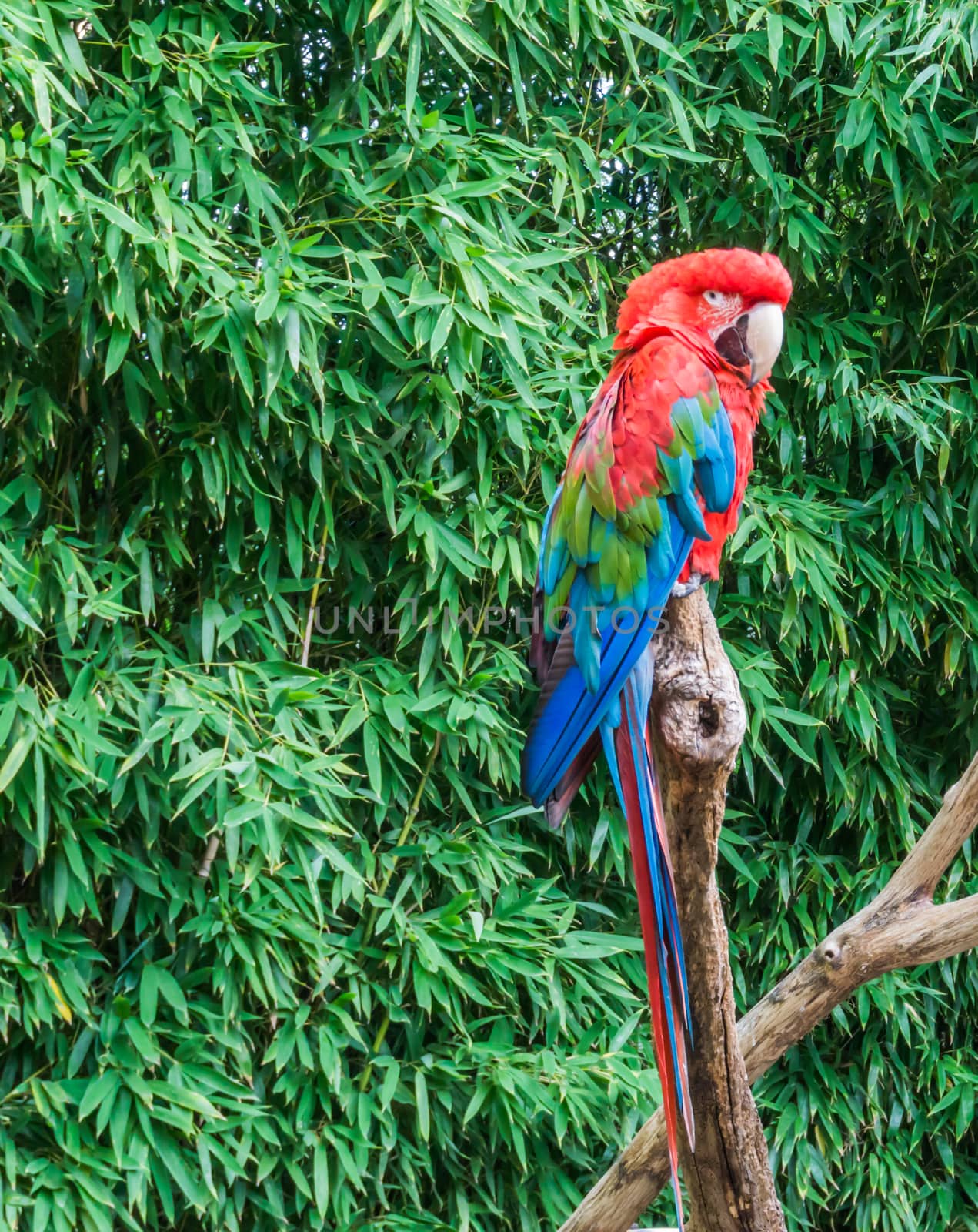 tropical bird pet portrait of a red and green macaw parrot also know as the green winged parrot
