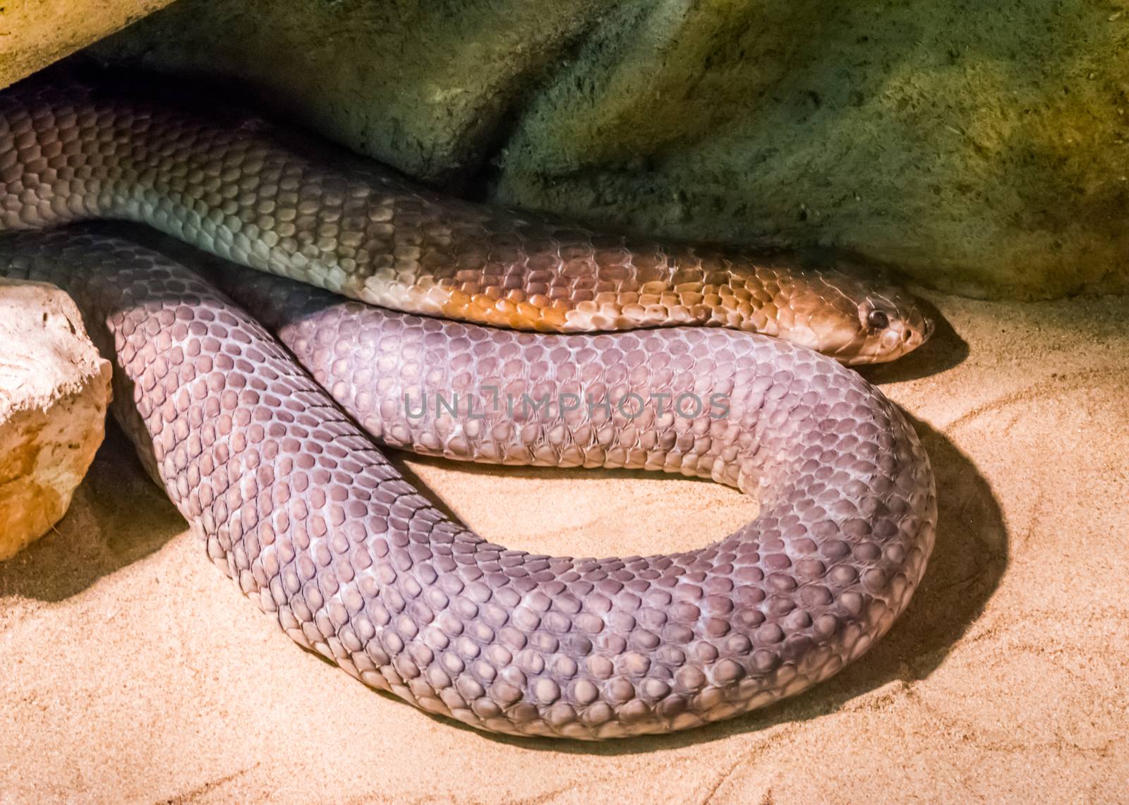 dangerous wildlife reptile portrait of a black mamba snake a very venomous snake specie by charlottebleijenberg