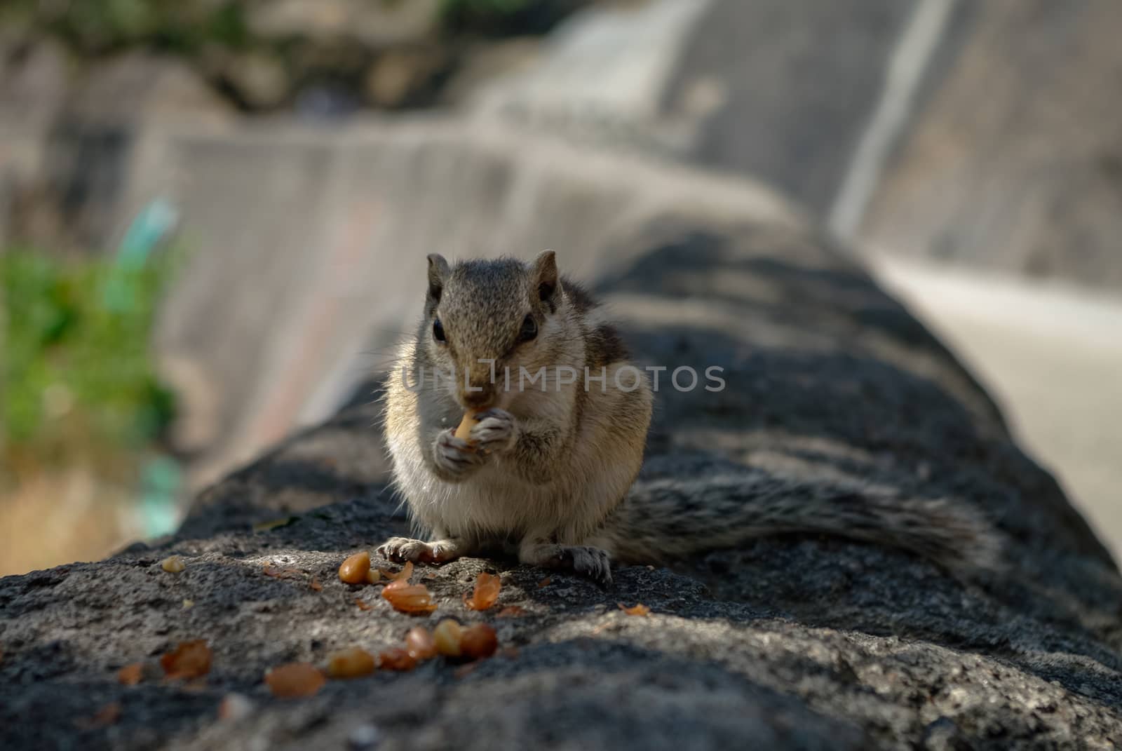 Indian palm squirrel (Funambulus palmarum)  eat nuts at Ajanta caves area, India.