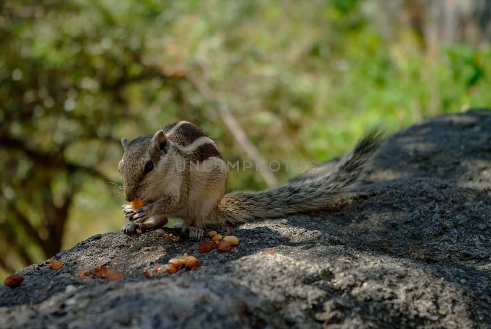Indian palm squirrel (Funambulus palmarum)  eat nuts at Ajanta caves area, India.