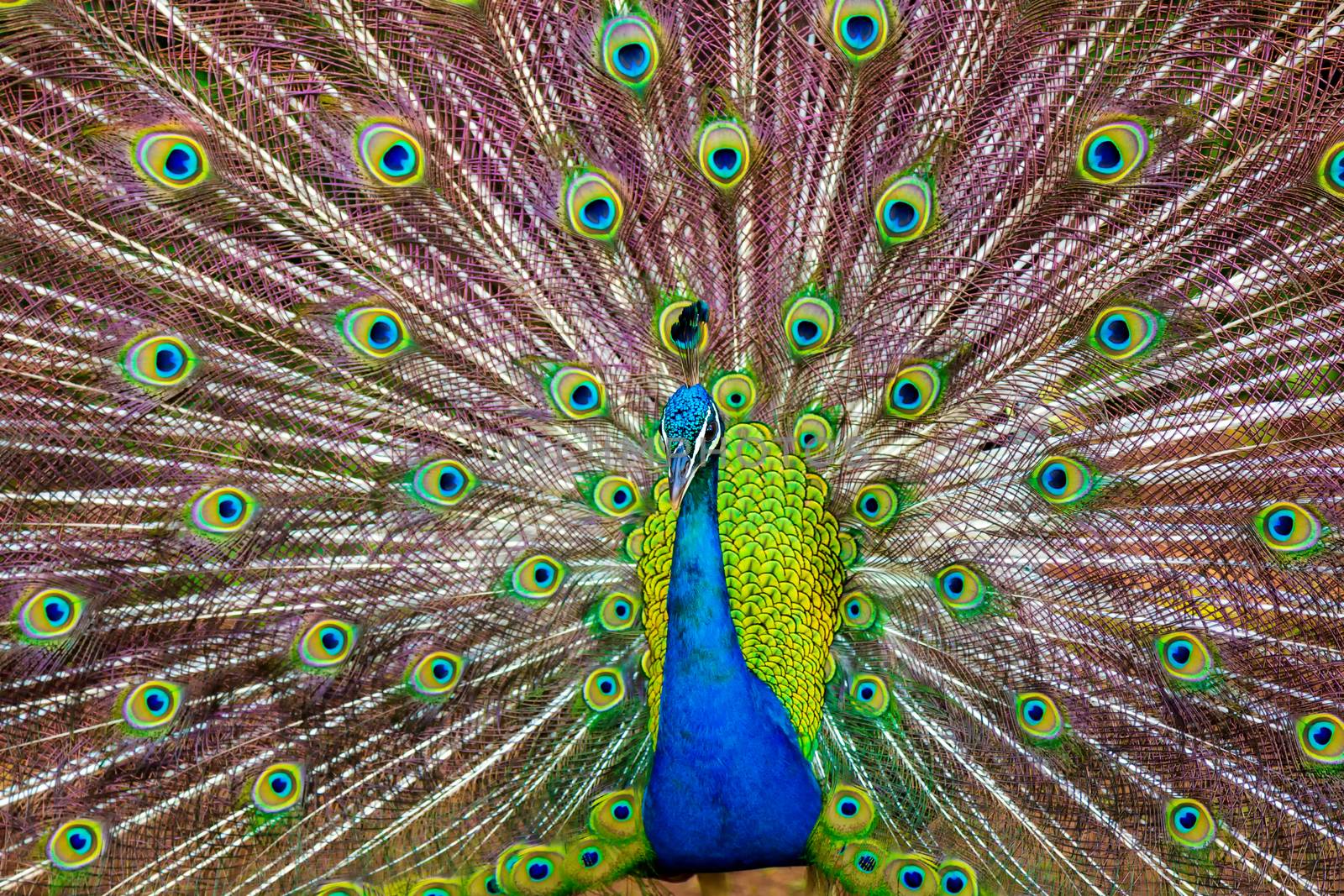 A Peacock Displaying Its Colorful Feathers in Kauai, Hawaii by backyard_photography