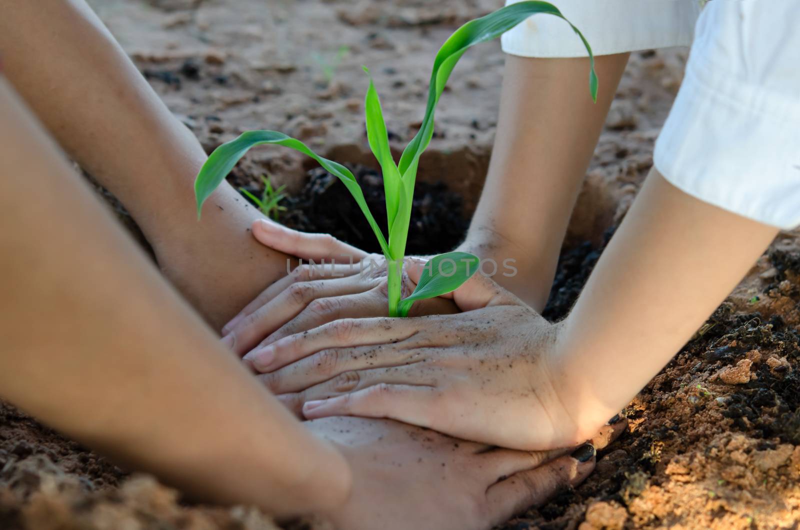 Human hands planting the young tree while working in the garden