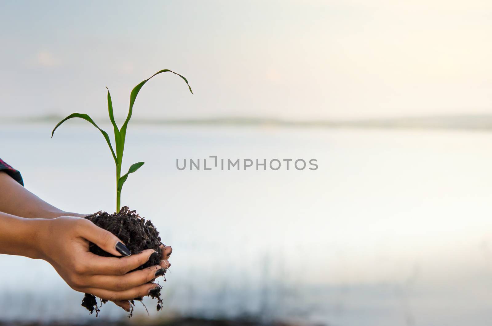 Human hands helping holding protection young plant , concept save the world