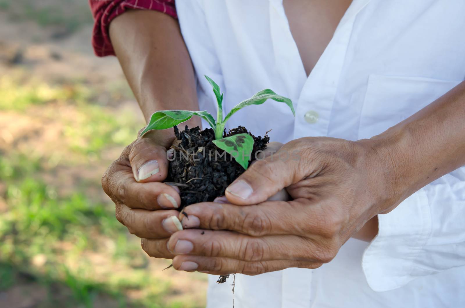 Human hands helping holding protection young plant , concept save the world