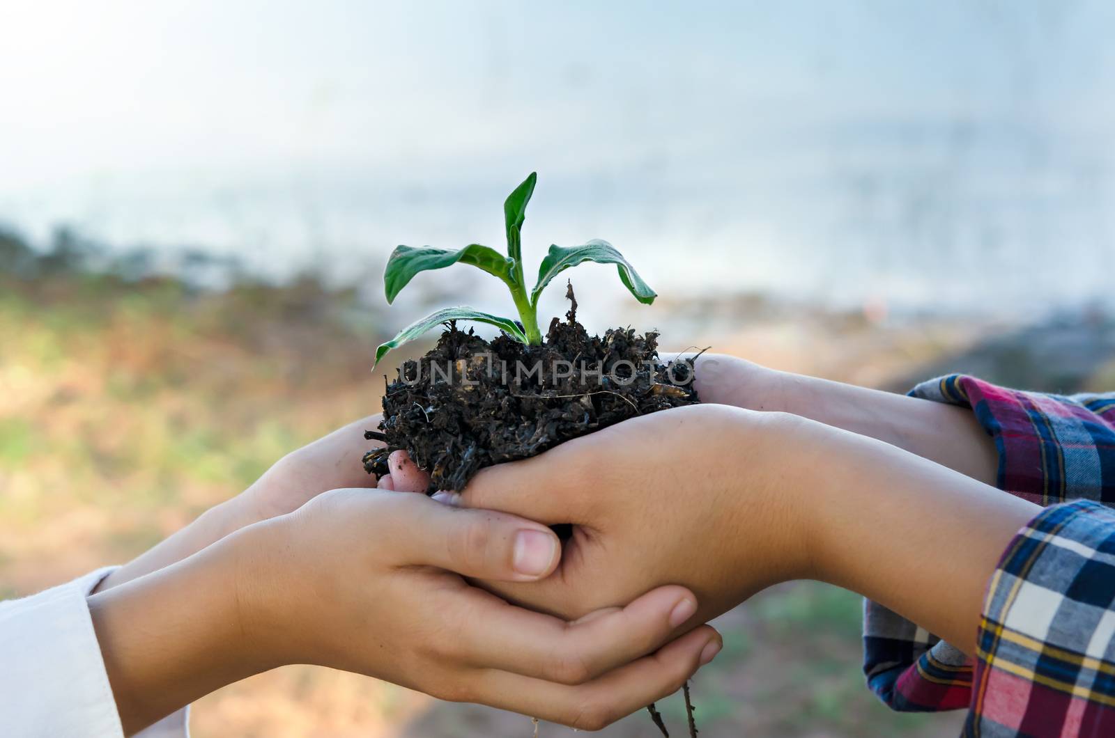 Human hands helping holding protection young plant , concept save the world
