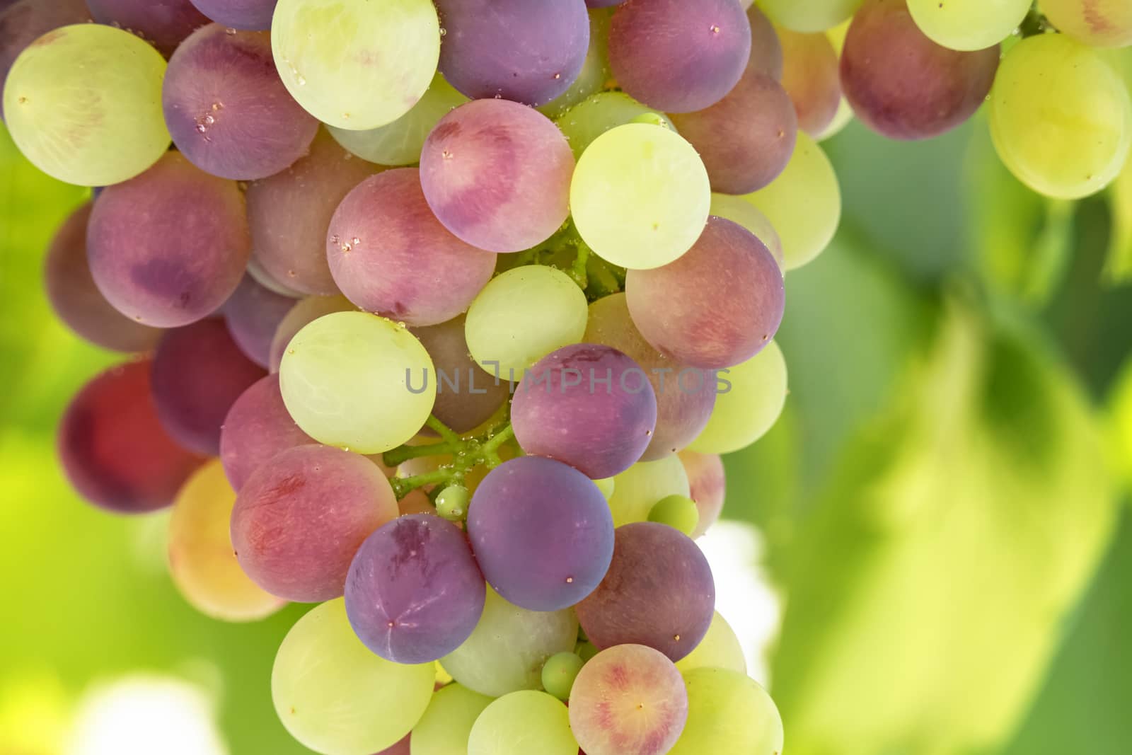 Bunches of ripe grapes before harvest in the vineyard