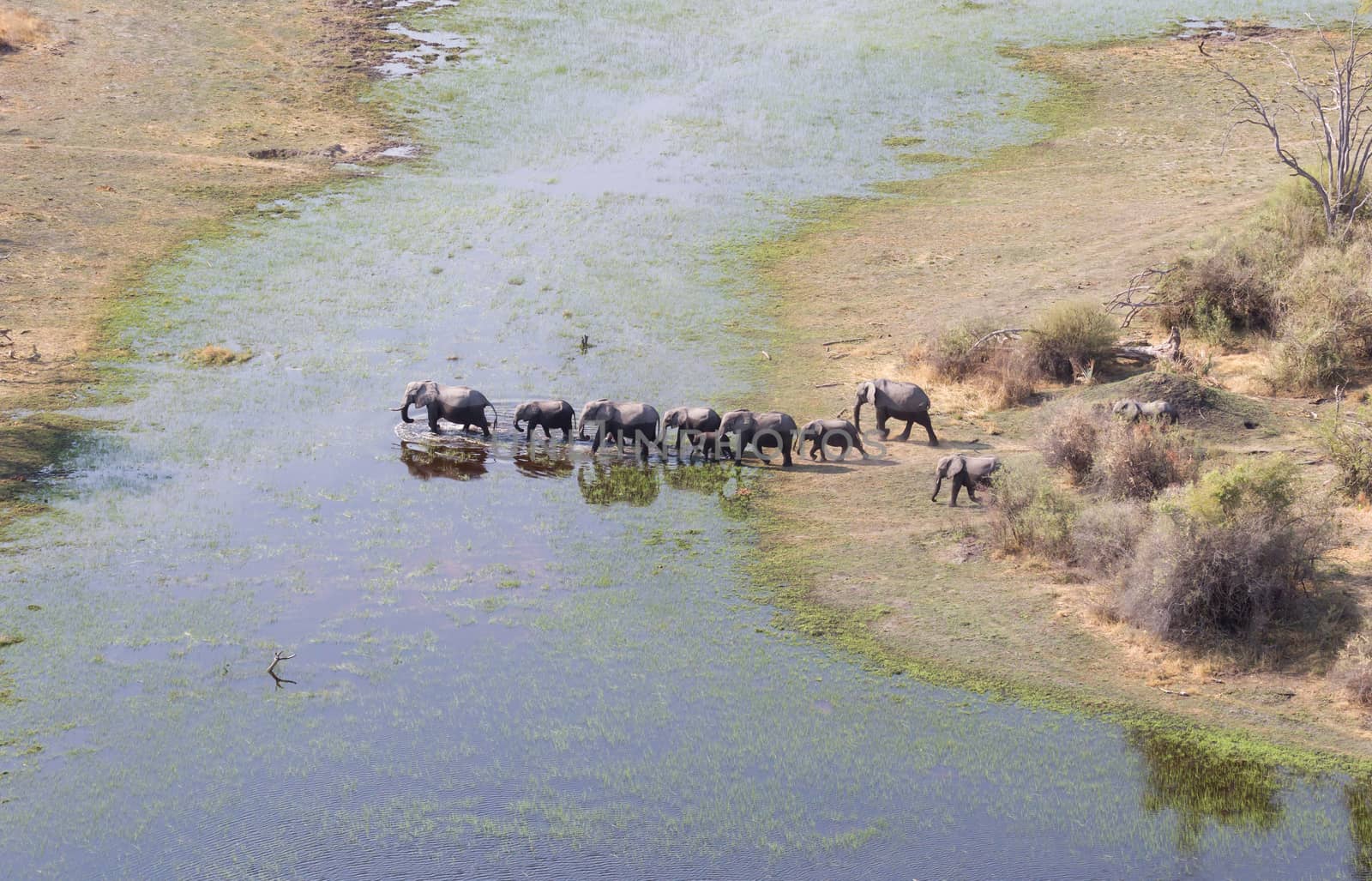 Elephant family crossing water in the Okavango delta (Botswana) by michaklootwijk
