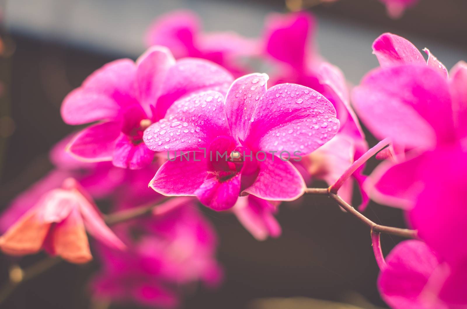 Pink orchids beautiful flowers by photobyphotoboy