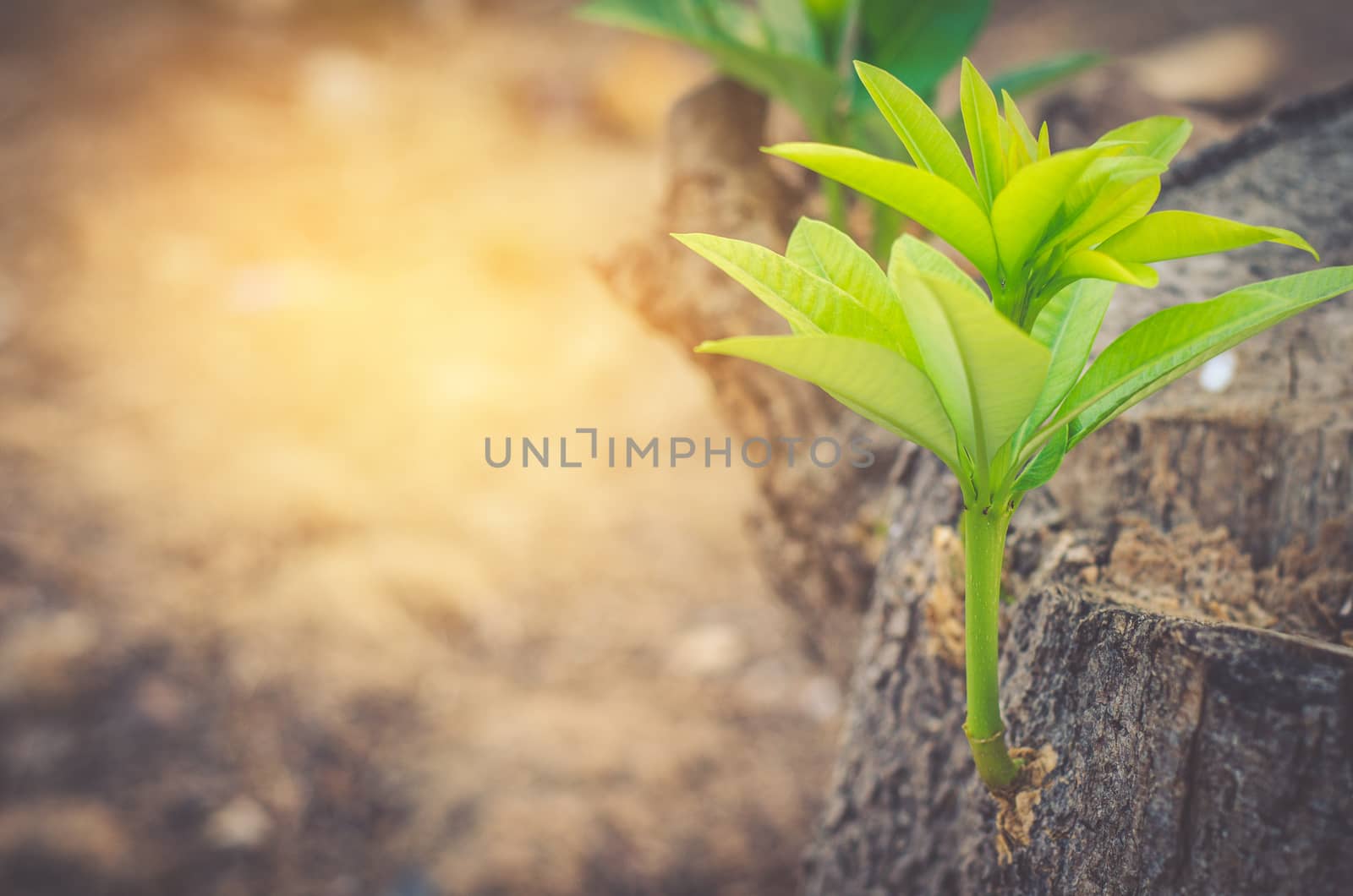 Green tree A new beginning that happen in the golden in the morning.