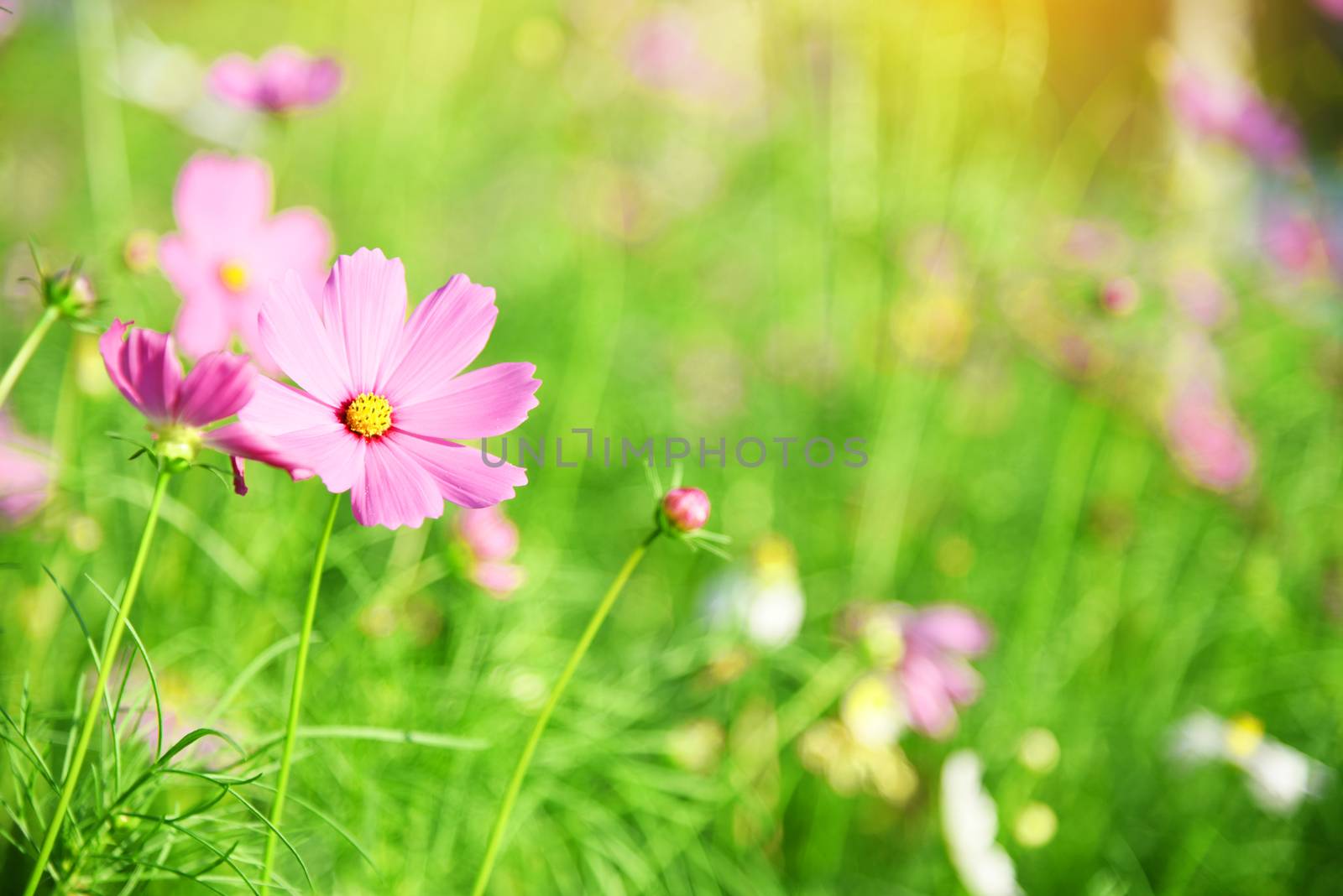 Cosmos flower beautiful nature Isolated in garden