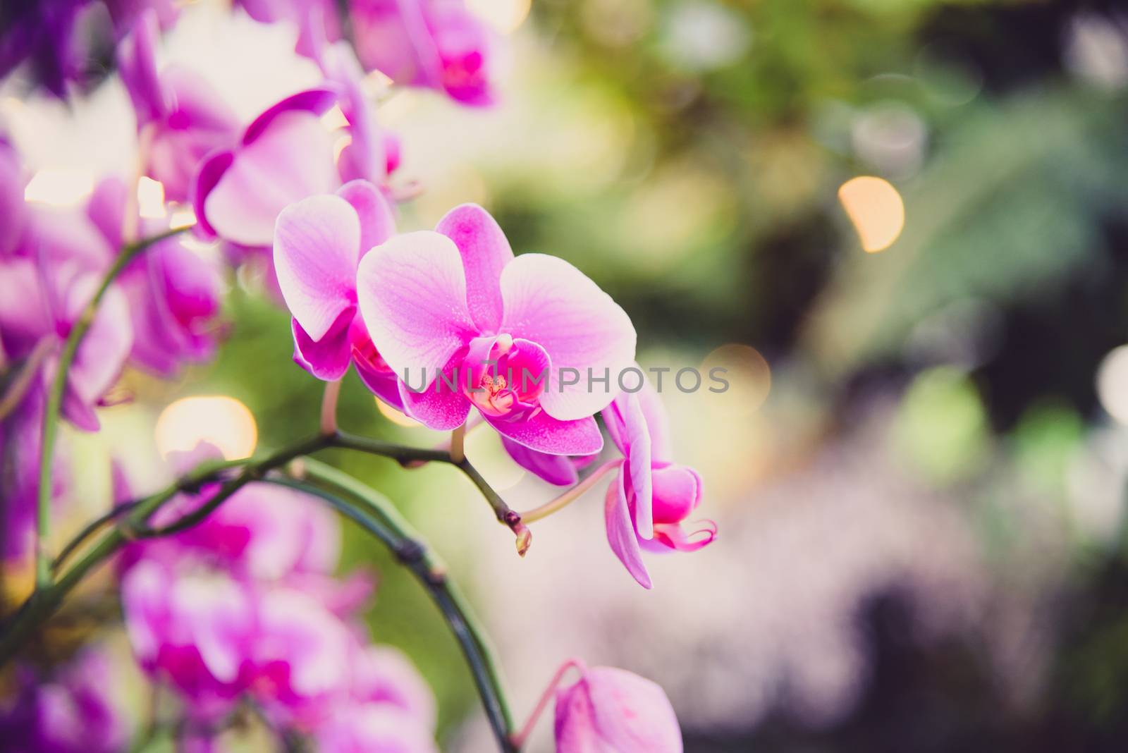 Purple orchid in the garden