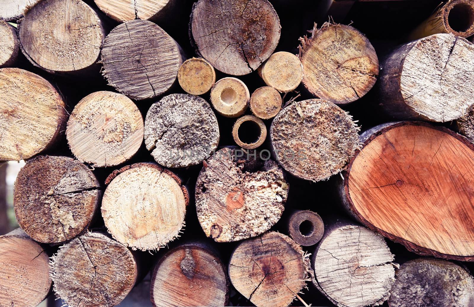 Firewood is arranged in the background. 