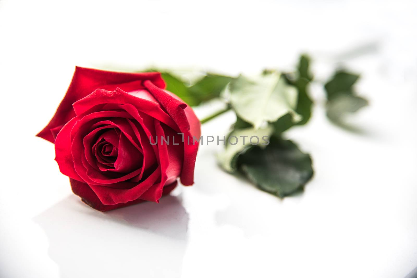 The red roses are placed on a white background 
