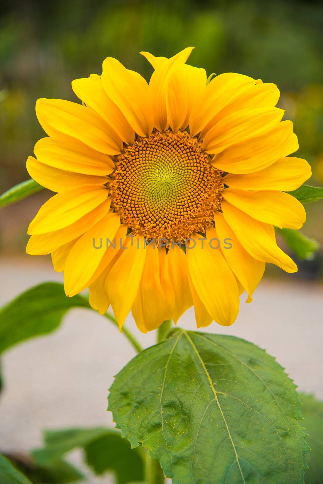 Beautiful yellow sunflower