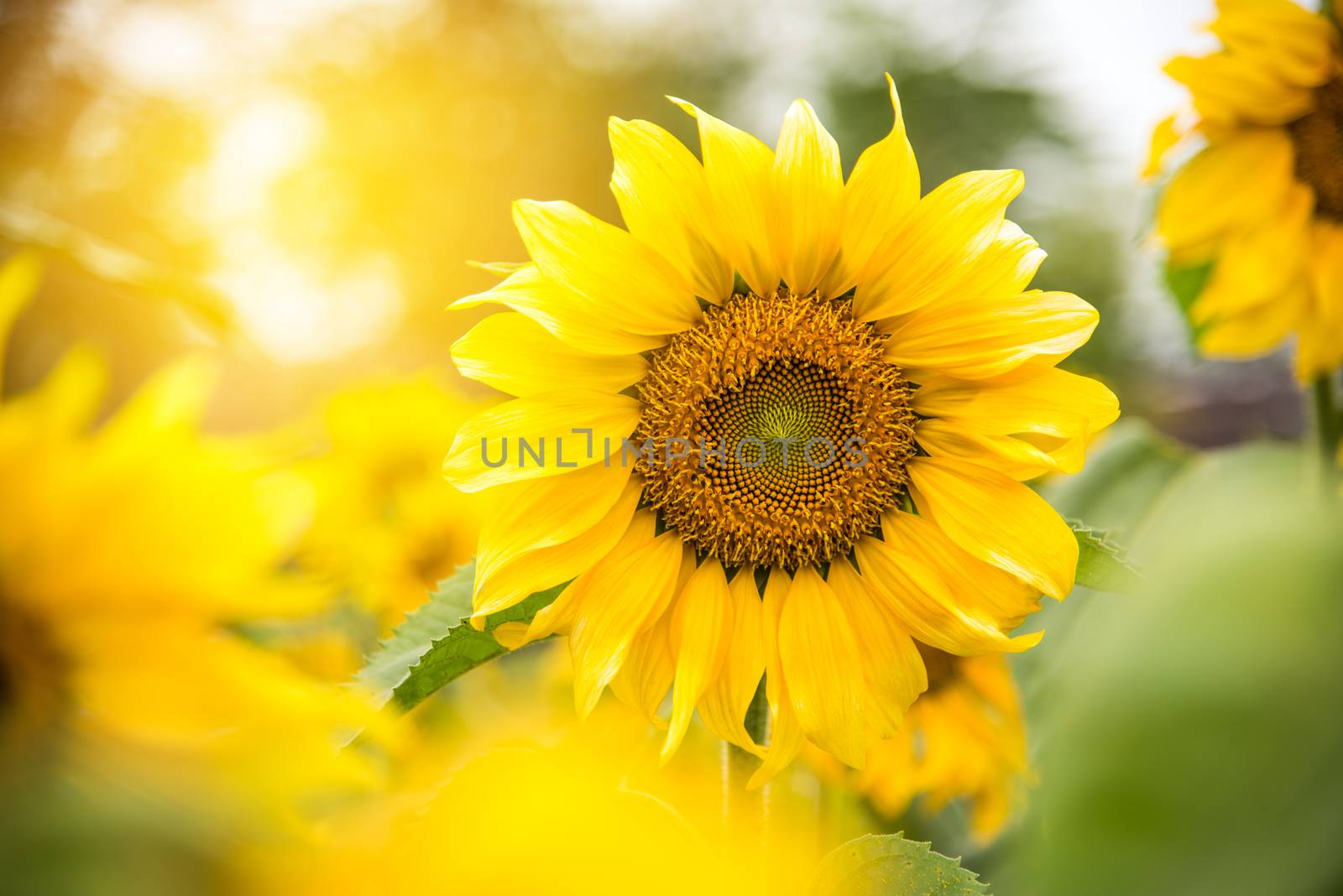 Beautiful yellow sunflower and golden light of the sun.