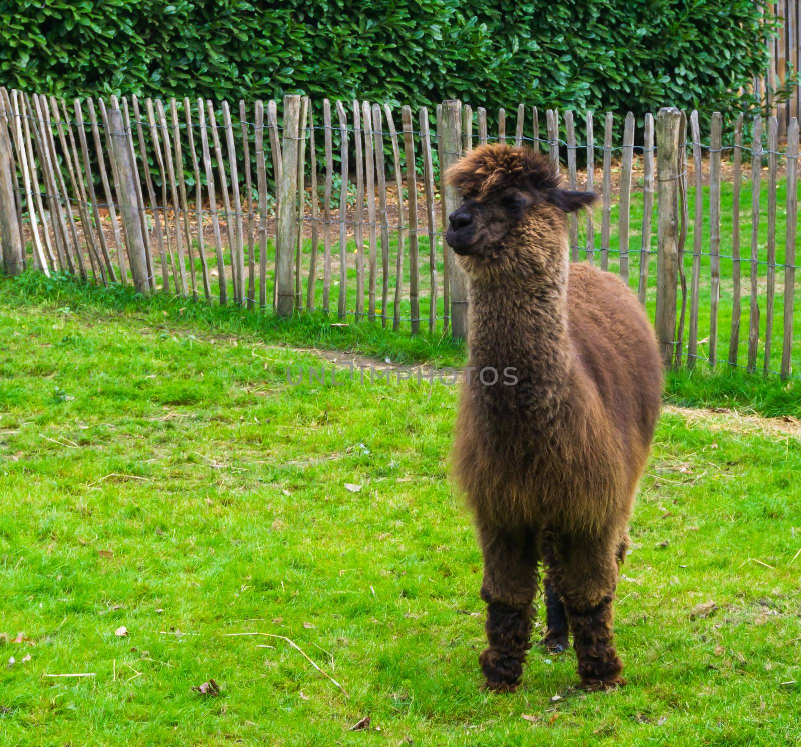 adorable brown long haired suri or haucaya alpaca standing in a field of grass by charlottebleijenberg