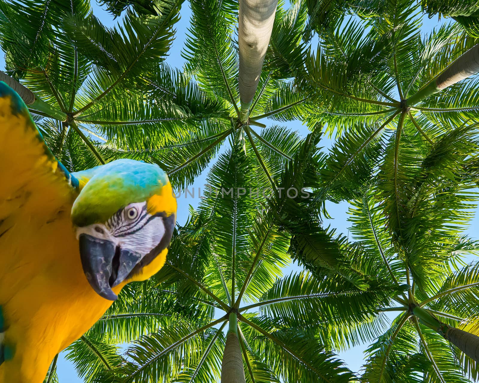 funny blue and yellow macaw parrot isolated on a beautiful tropical background with palm trees by charlottebleijenberg